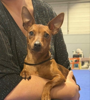 Pinscher nain maron