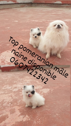 Pomeranian