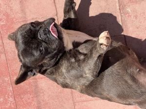 Bulldog