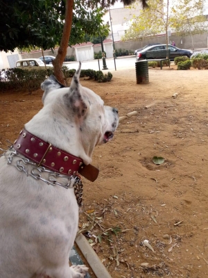 Dogo argentino