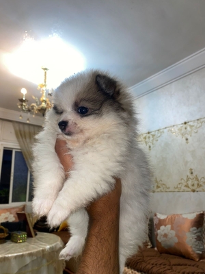 Spitz Pomeranian