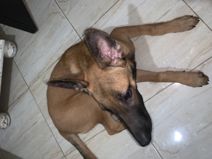 Malinois