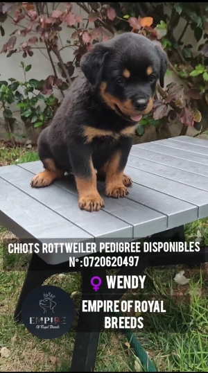 Chiots rottweiler pedigree à vendre