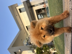 Chowchow a vendre