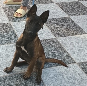 Femelles malinois charbonné 6mois bien dressé