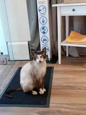 Chat à adopter