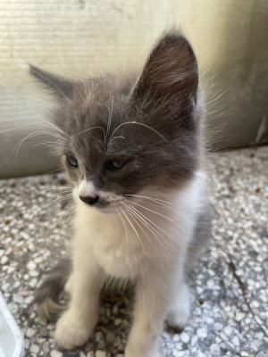 Chaton pour adoption à Casablanca