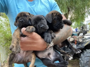 Cane corso