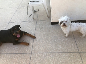 Rotweiller / bichon