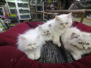 Chats Persians