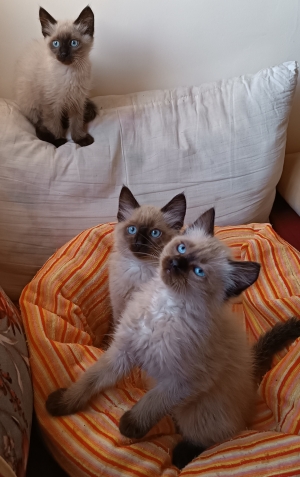 Siamois Himalayen