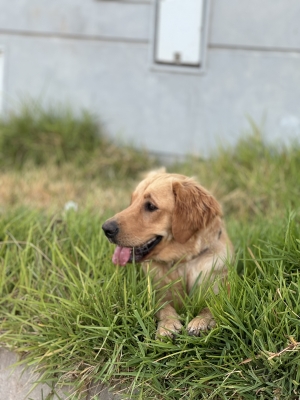 Labrador golden