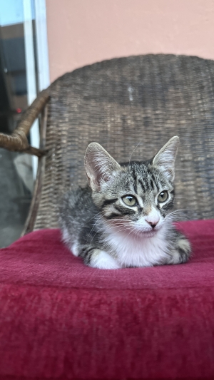 donne bébé chat