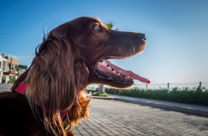 Femelle setter irlandais roux accouplement