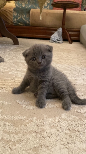 Scottish fold femelle