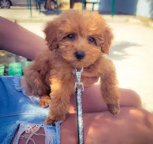 Caniche Toy avec tout documents