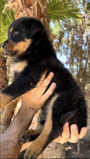 Chiot rottweiler femelle