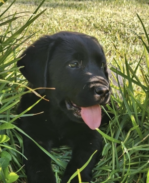 Chiot Labrador Noir femelle