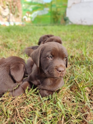 Labrador chocolate pure Race