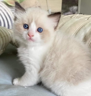 Ragdoll chaton