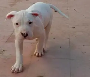 Chiots dogue argentin