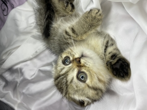 Scottish fold cat