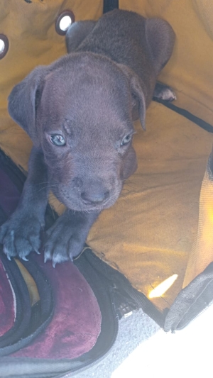 Cane Corso puppy