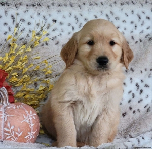 Golden retriever 🔥