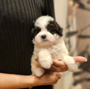 Bichon TOY