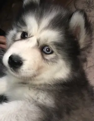 Chiots Malamute