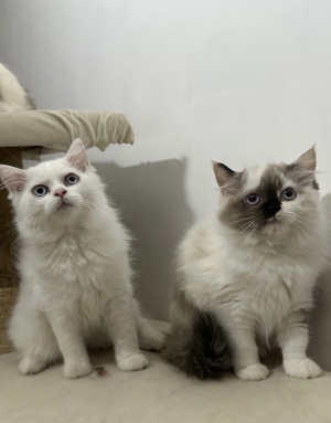 Ragdoll cream point pure, tres affectueux