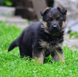 Berger Allemand pédigree 🤗🔥🐾