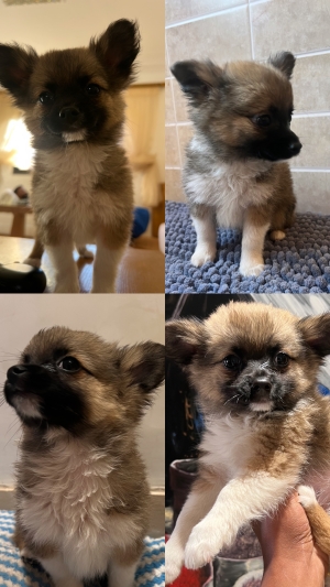 Adorables Chiots Pomchi des perles Rares