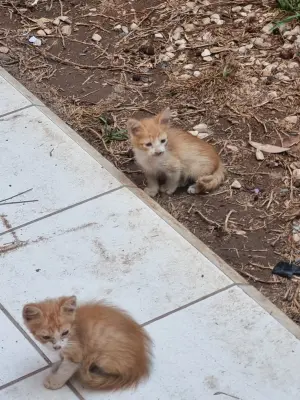 Chatons oranges à adopter d'une mère européenne