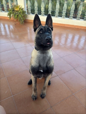 Malinois veuf charbonne grand gabarit