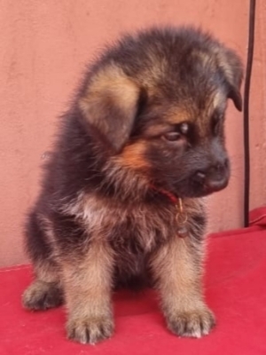 Berger Allemand