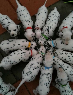 Chiots dalmatiens mâles et femelles