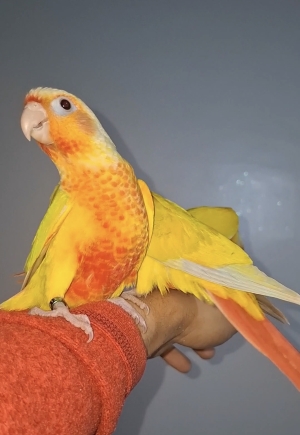 Molinae