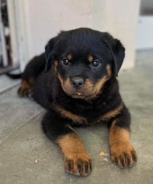 Rottweiller