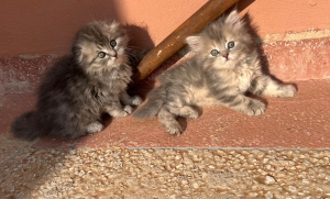 3 chatons