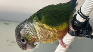 Molina conure