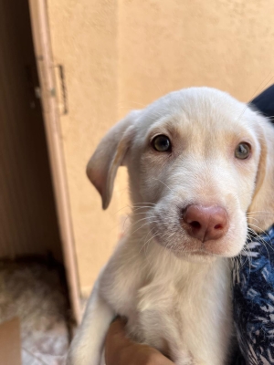 Adorables Chiots Labrador à Adopter