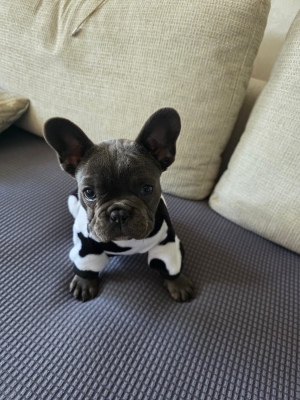 Bulldog français