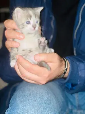 Chatons à donner