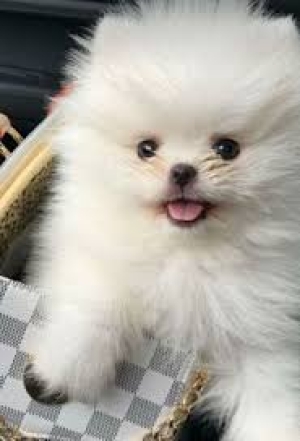 Spitz nain