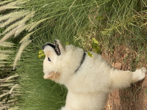 chowchow pure race vacciné et vermifugé