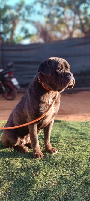 Cane corso