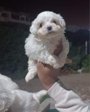 Bichon maltis nain