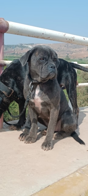 Cane corso