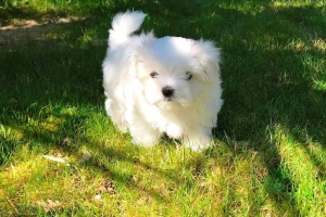 Chiots bichon maltais